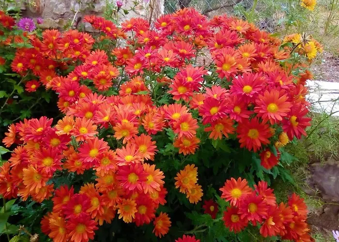 Finnish Wooden House For 2 People Appartement *